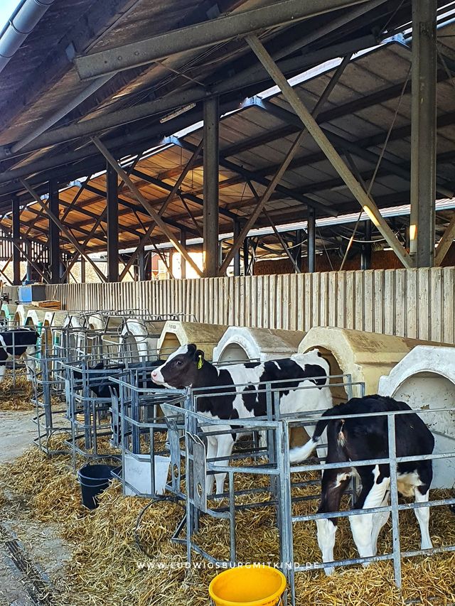 Bauernhof Eppinger – Bild 3