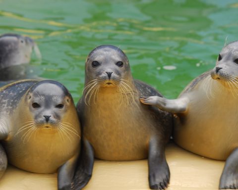 Seehundstation Nationalpark-Haus – Bild 4