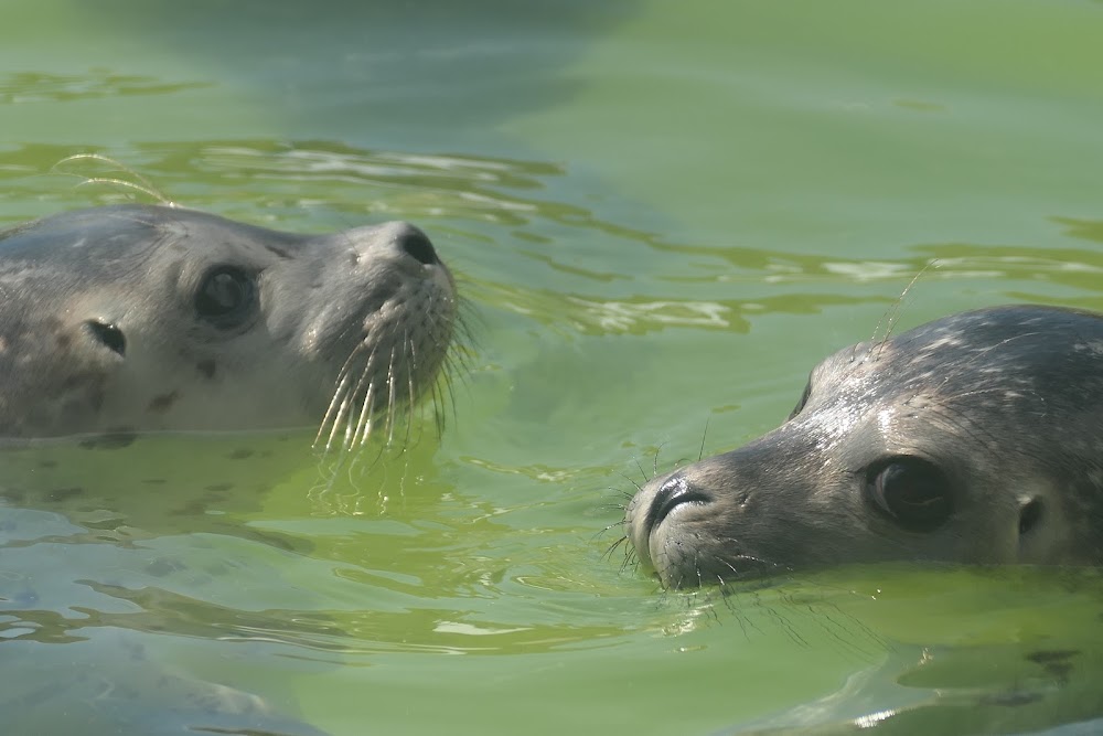Seehundstation Nationalpark-Haus – Bild 5
