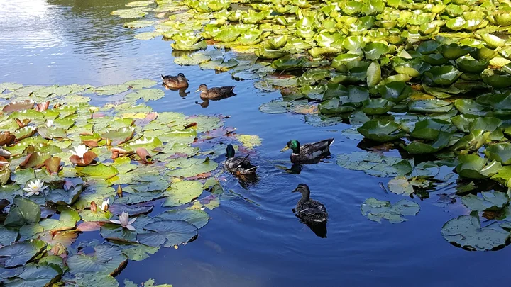 Krückaupark – Bild 1