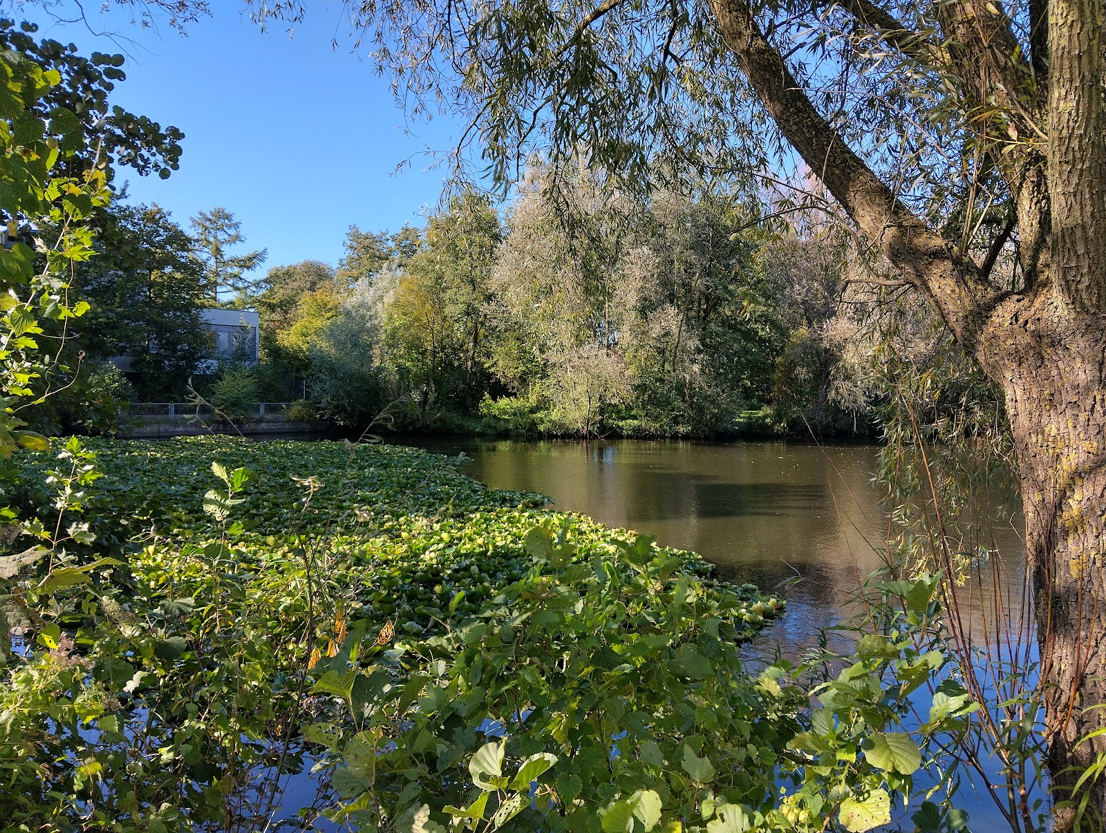 Krückaupark – Bild 3