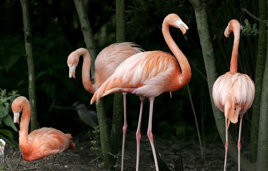 Vogelfreifluganlage – Bild 3