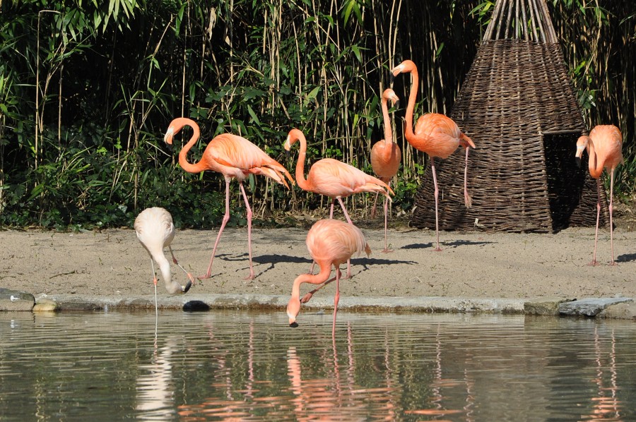 Vogelfreifluganlage – Bild 4