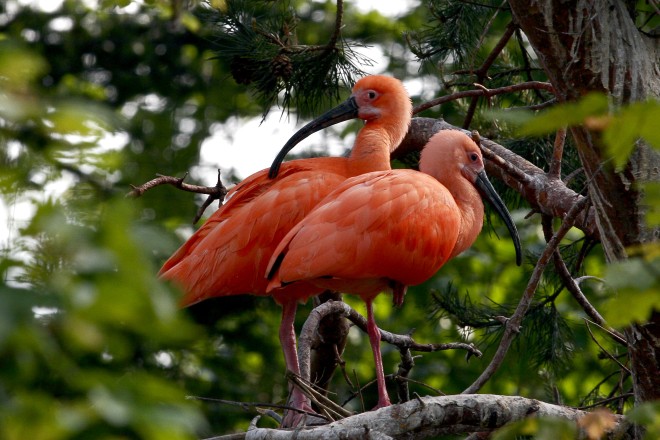 Vogelfreifluganlage – Bild 5