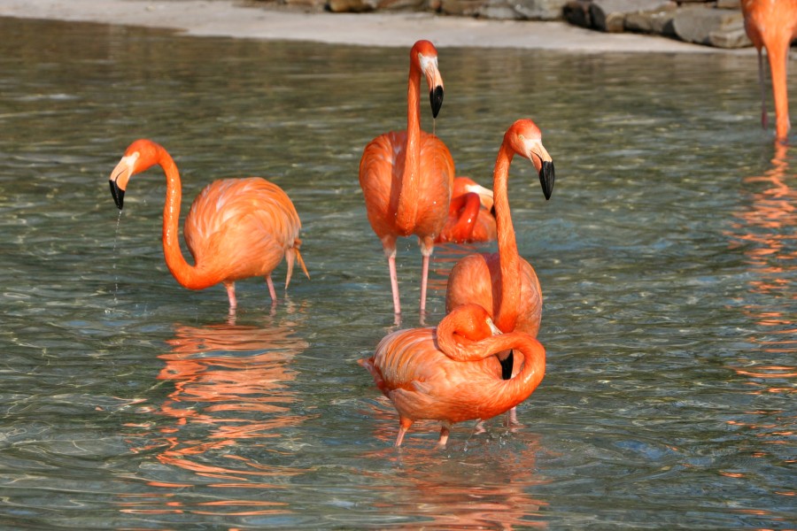 Vogelfreifluganlage – Bild 6