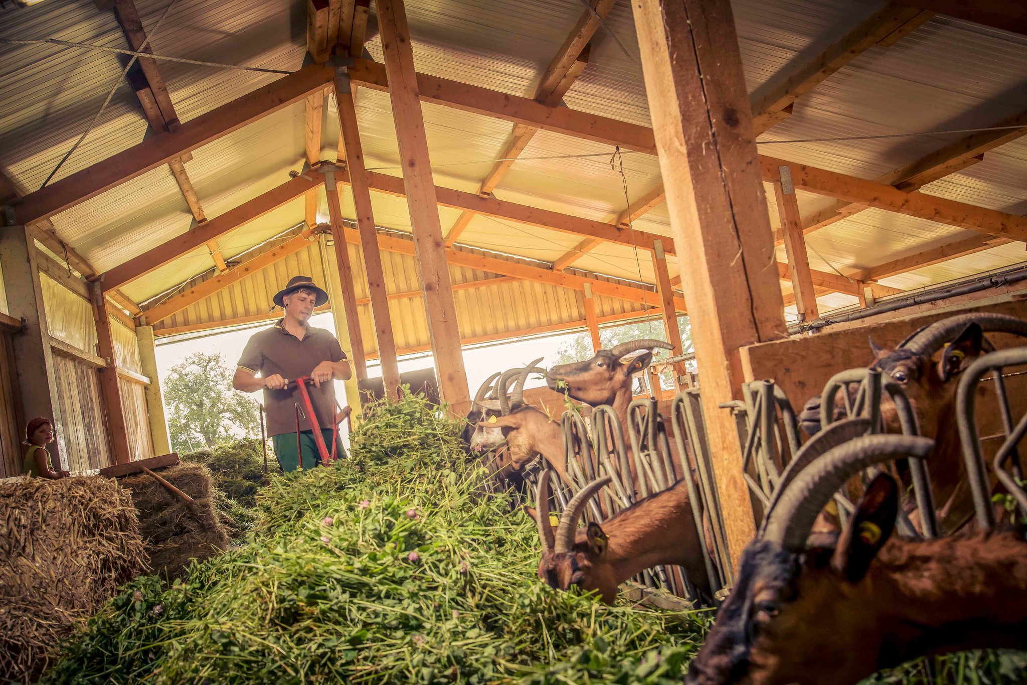 Ziegenhütte Zollernalb - Ziegenkäserei – Bild 3