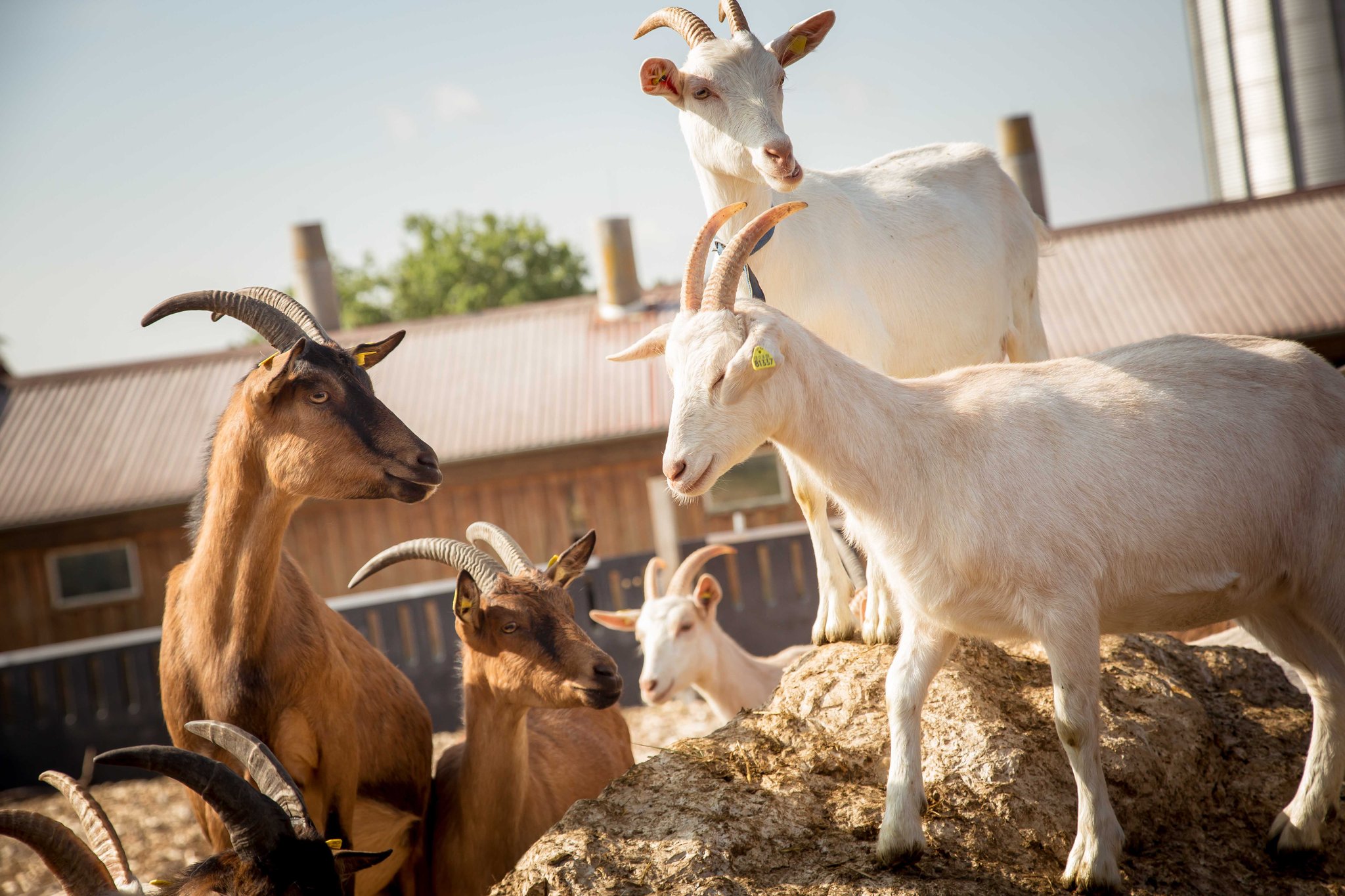 Ziegenhütte Zollernalb - Ziegenkäserei – Bild 4
