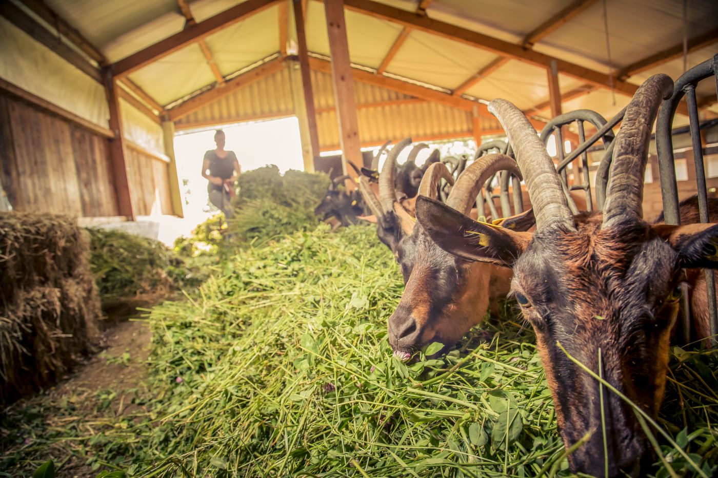 Ziegenhütte Zollernalb - Ziegenkäserei – Bild 5
