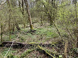 Wiembachaue – Bild 4