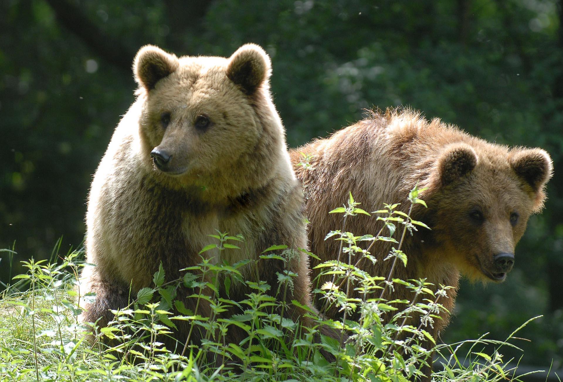 Wildpark Gangelt – Bild 2