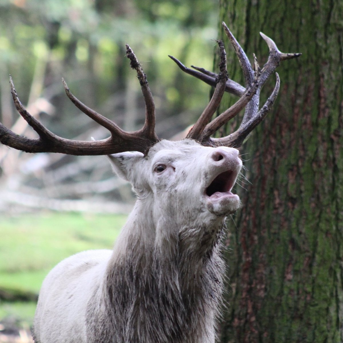 Wildpark Gangelt – Bild 4