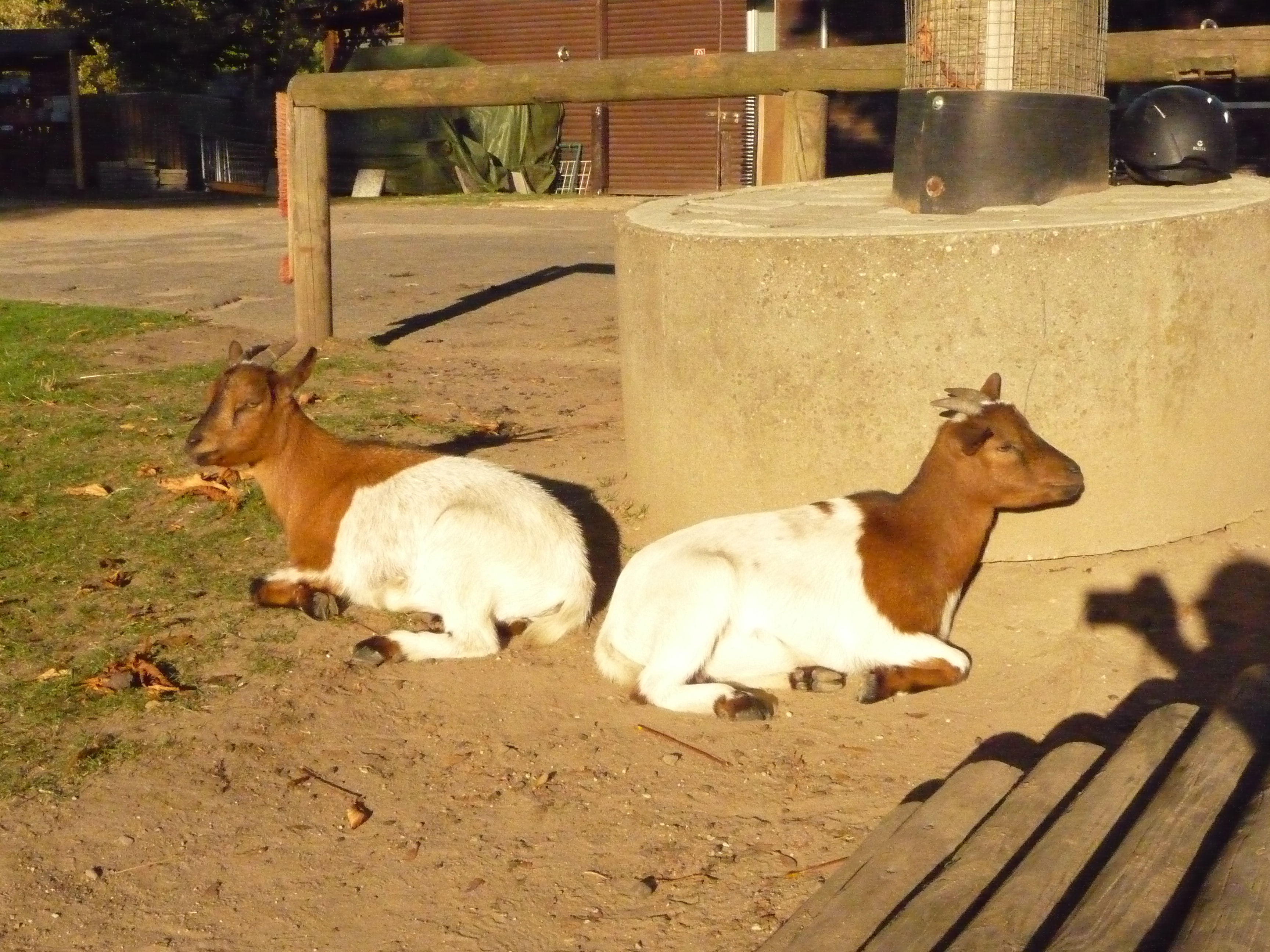 Jugendfarm Wilhelmshof e.V. – Bild 3