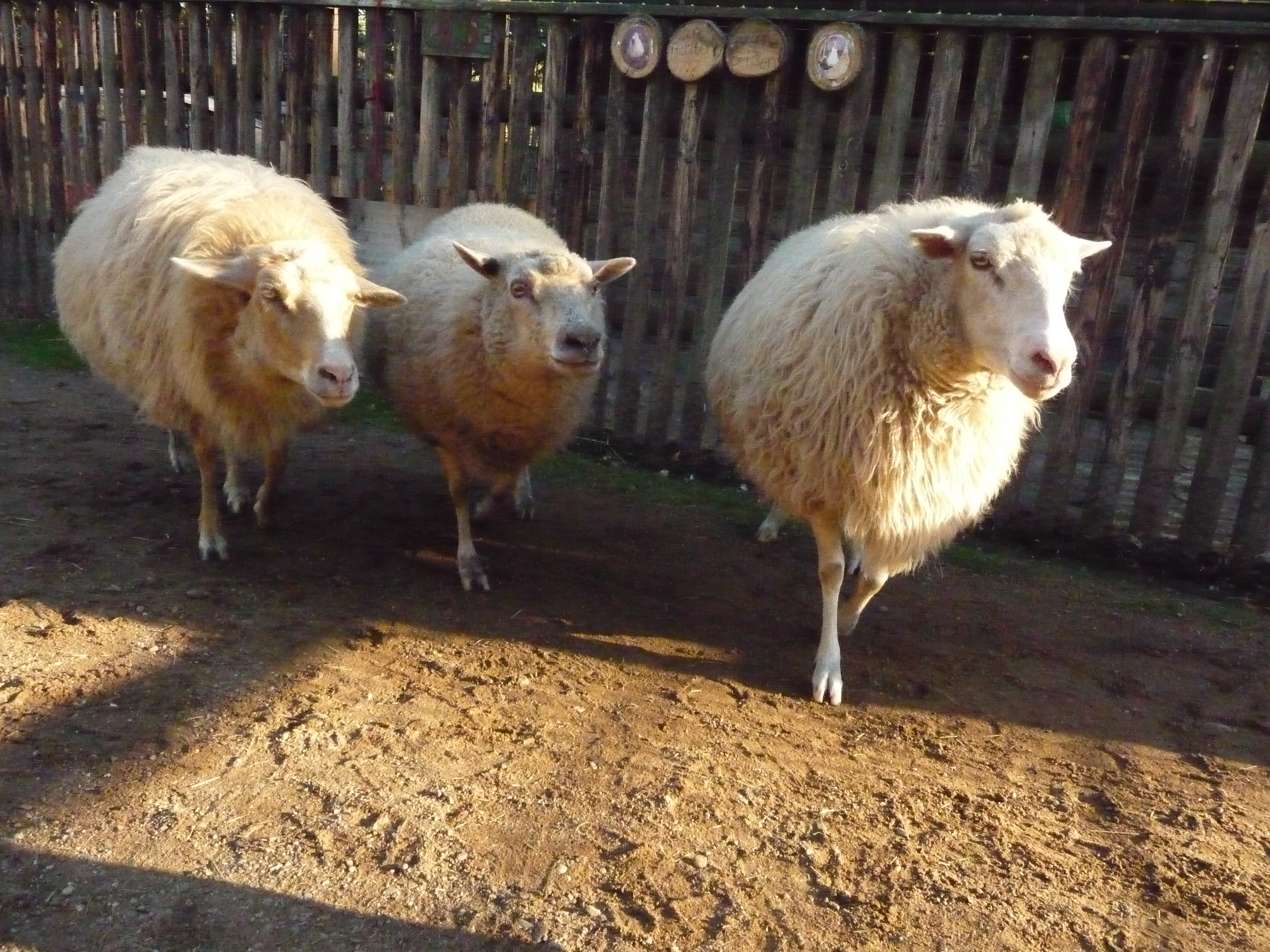 Jugendfarm Wilhelmshof e.V. – Bild 4