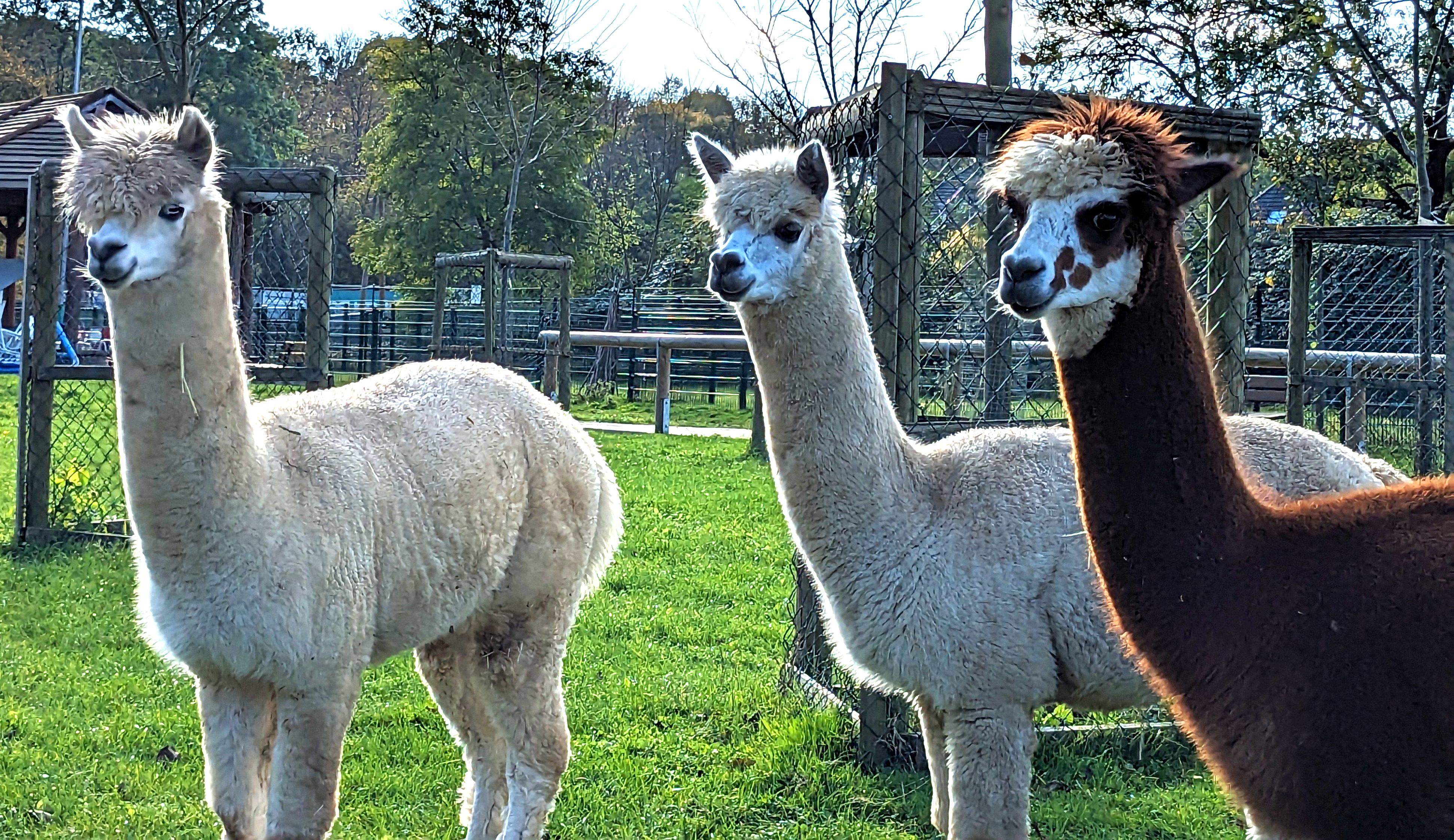 Jugendfarm Wilhelmshof e.V. – Bild 6