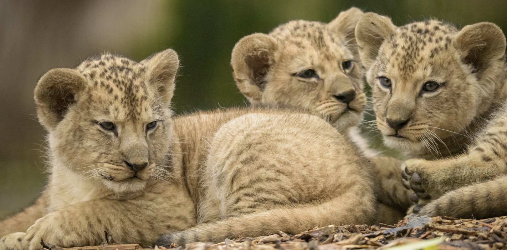 Zoo Neuwied – Bild 2