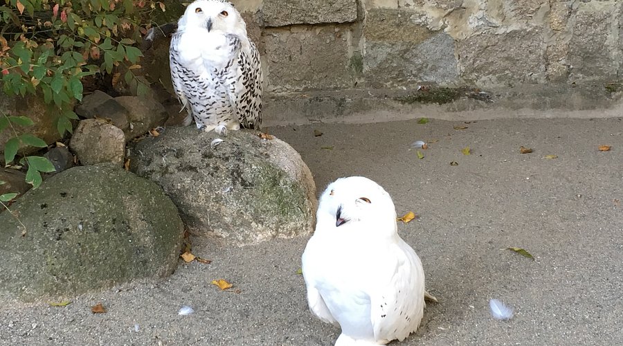 Wildpark Wernigerode Christianental – Bild 4