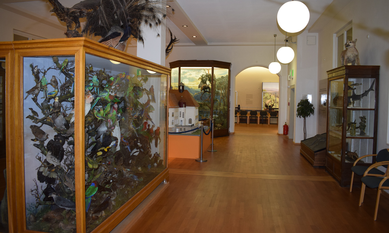 Naturkunde-Museum Coburg – Bild 2