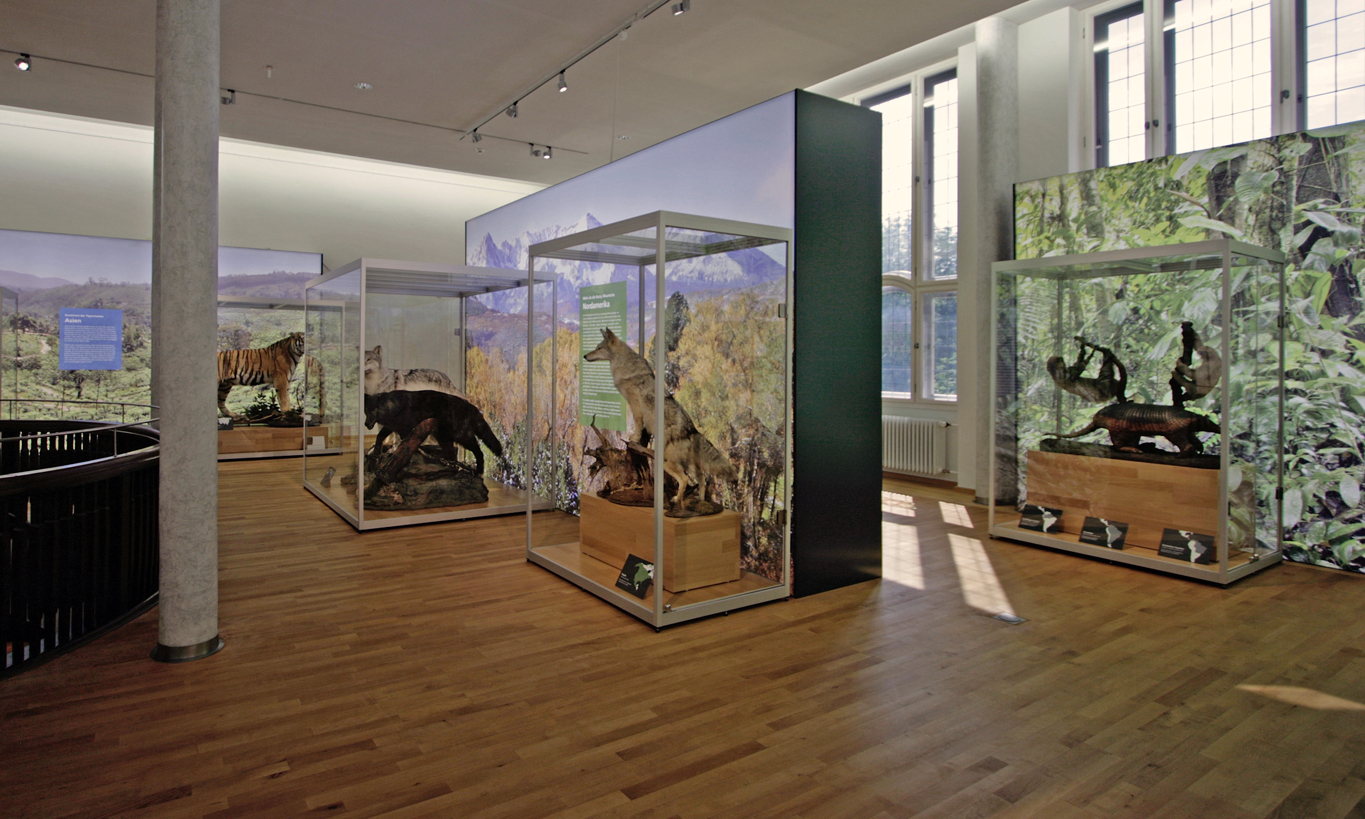 Naturkunde-Museum Coburg – Bild 3