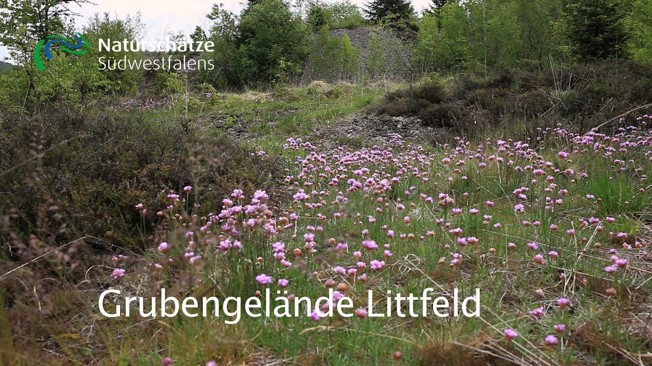 Alte Sandgrube Littfeld – Bild 4