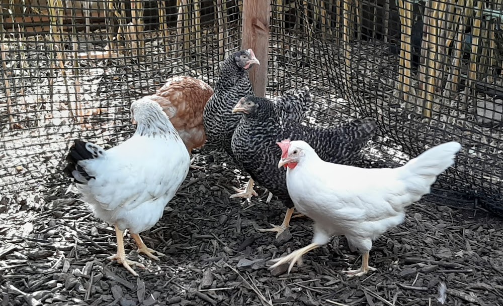 Hofladen Lüft – Bild 1