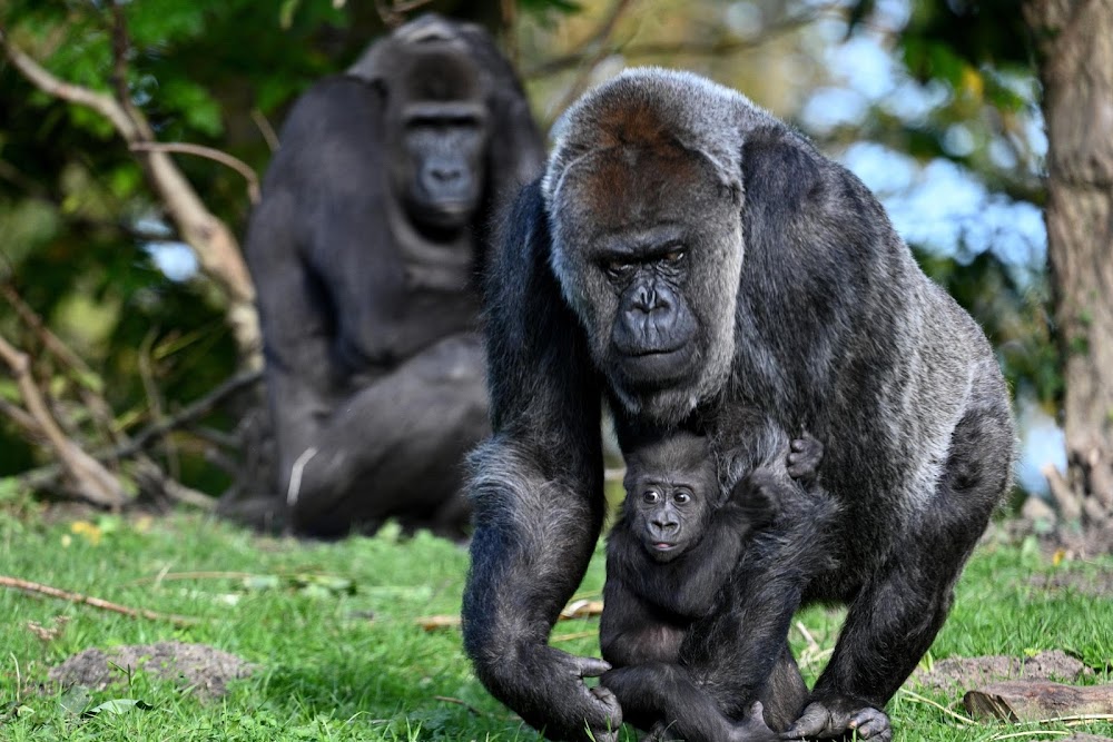 Abgesperrter Ehemaliger Braunkohlentagebau bzw. ehemalige Deponie Maria-Theresia westlich Herzogenrath – Bild 6