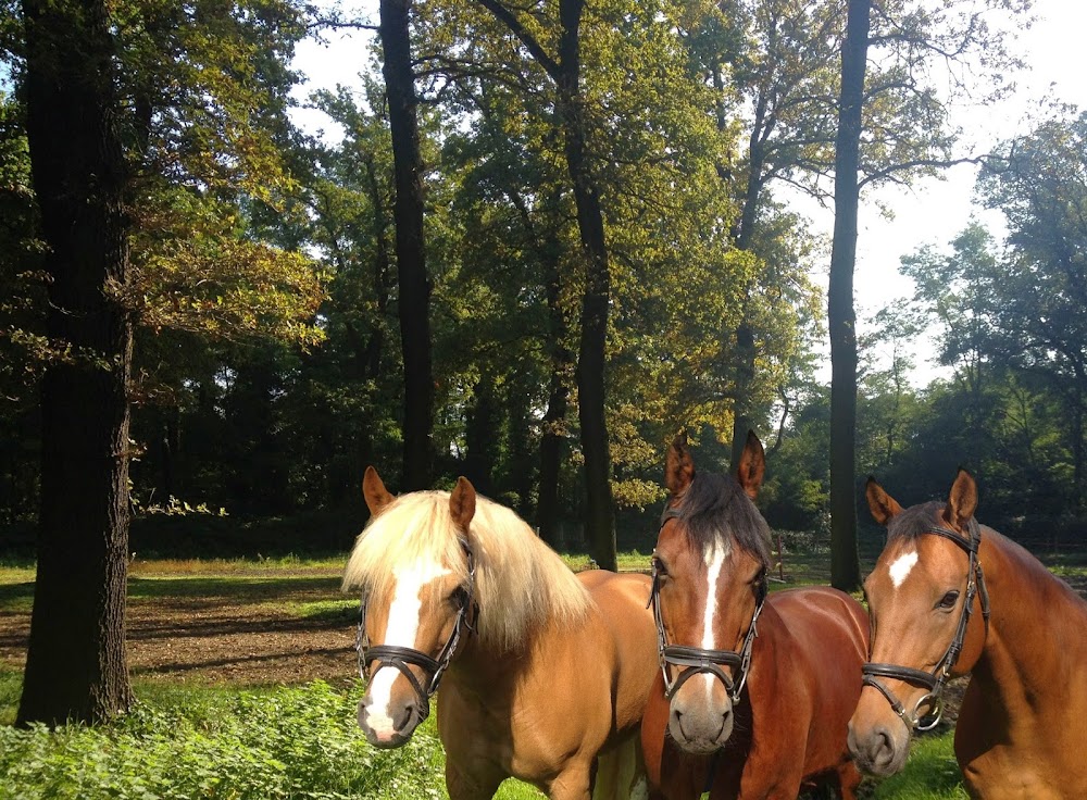 Burgzwerge - Ein Hof zum Anfassen – Bild 2