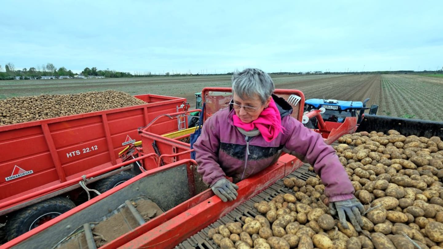 Kartoffelhof Lienig - LLV GmbH – Bild 4