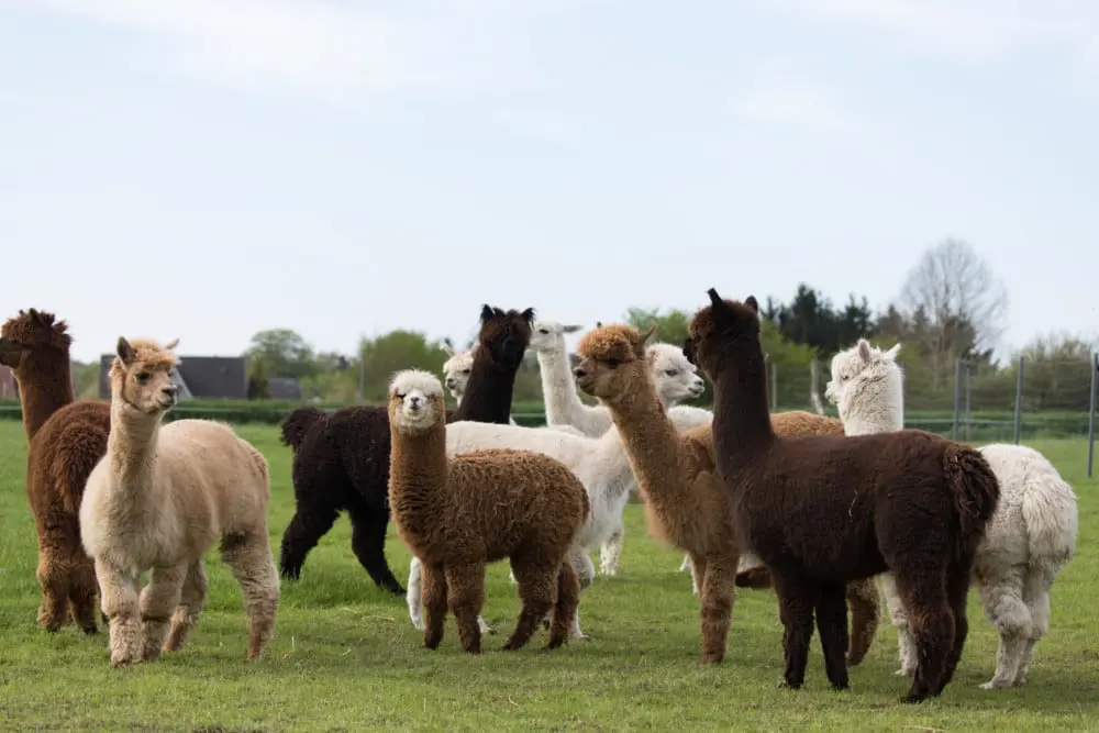 Alpakafarm Schmilau – Bild 2