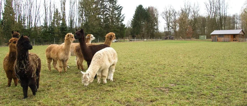 Alpakafarm Schmilau – Bild 3