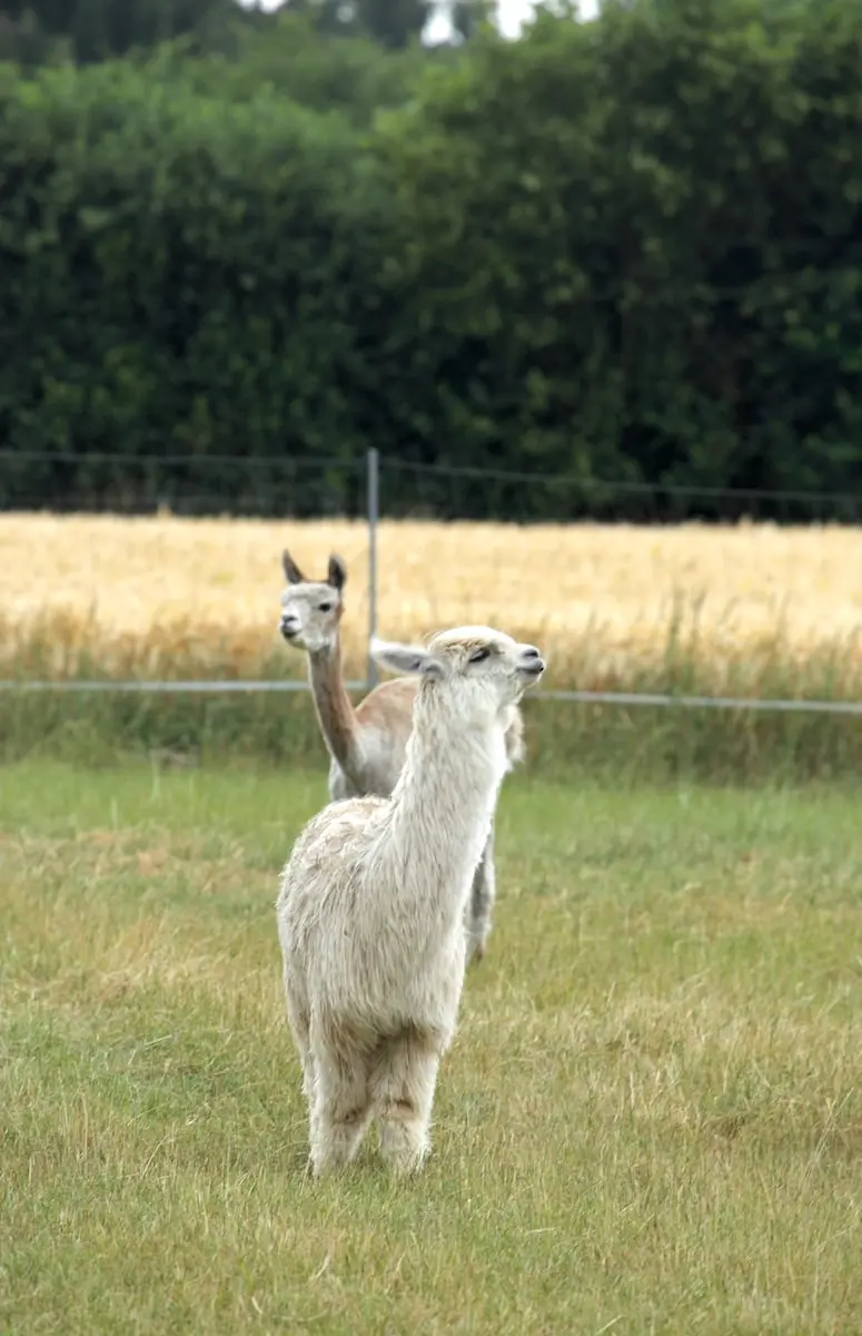 Alpakafarm Schmilau – Bild 4