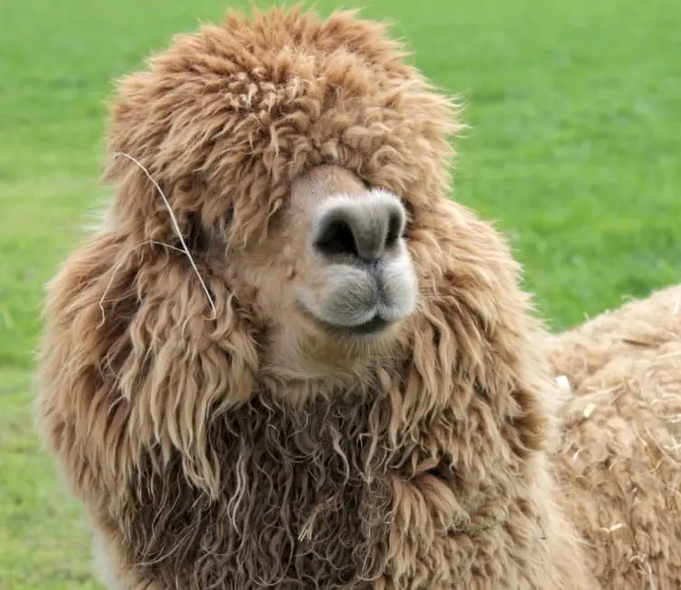 Alpakafarm Schmilau – Bild 5