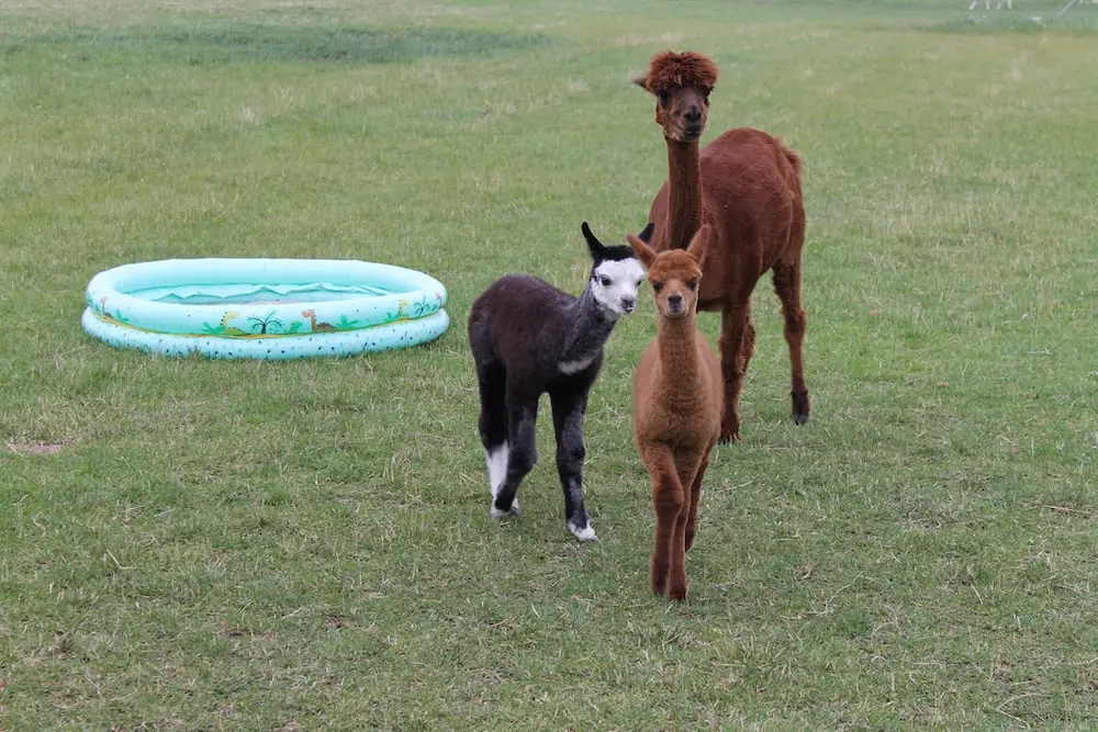 Alpakafarm Schmilau – Bild 6