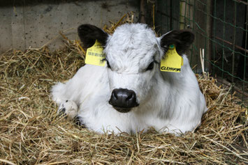 Hof Wilde Wiesen Familie Sellmer – Bild 5