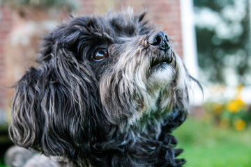 Hof Wilde Wiesen Familie Sellmer – Bild 6