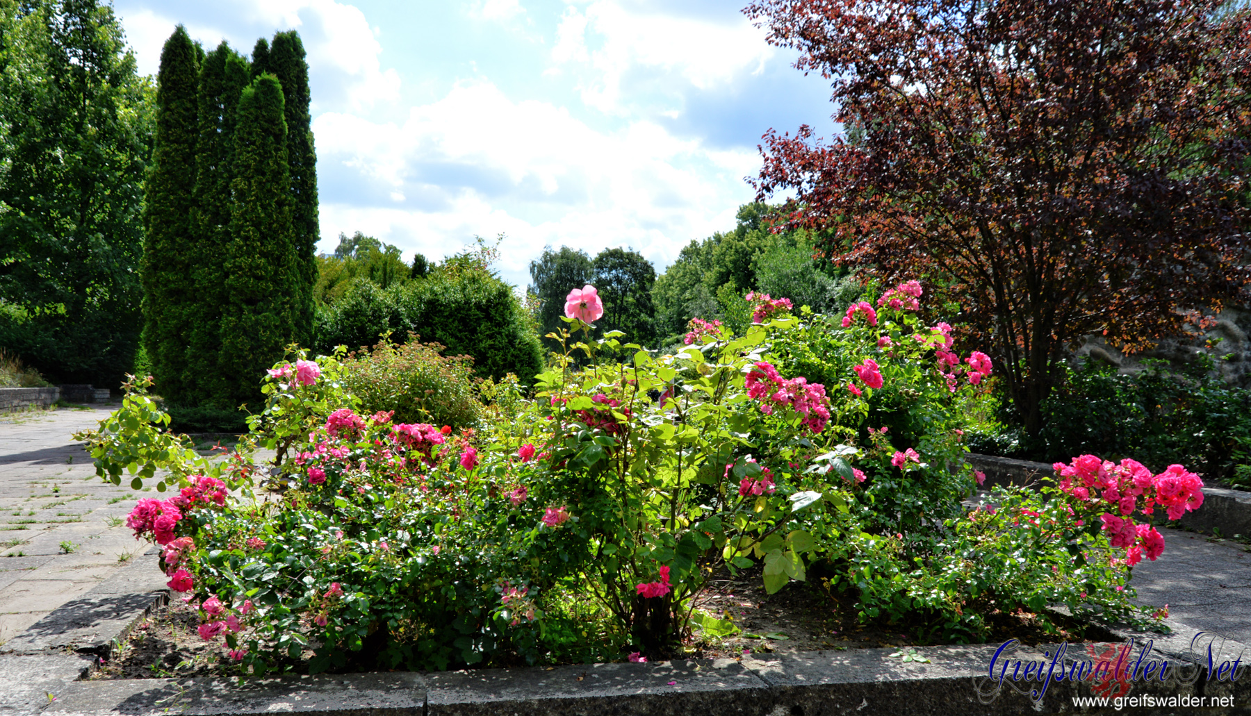 Rosengarten – Bild 3