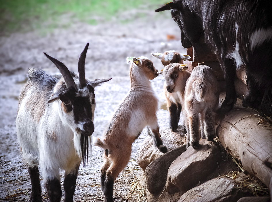 Streichelgehege – Bild 3