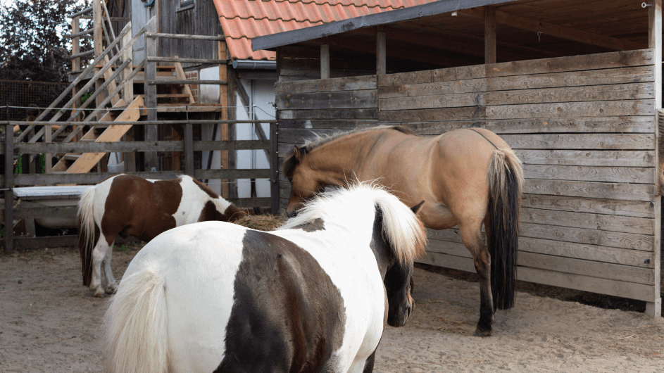 WASLALA Kinderbauernhof – Bild 2