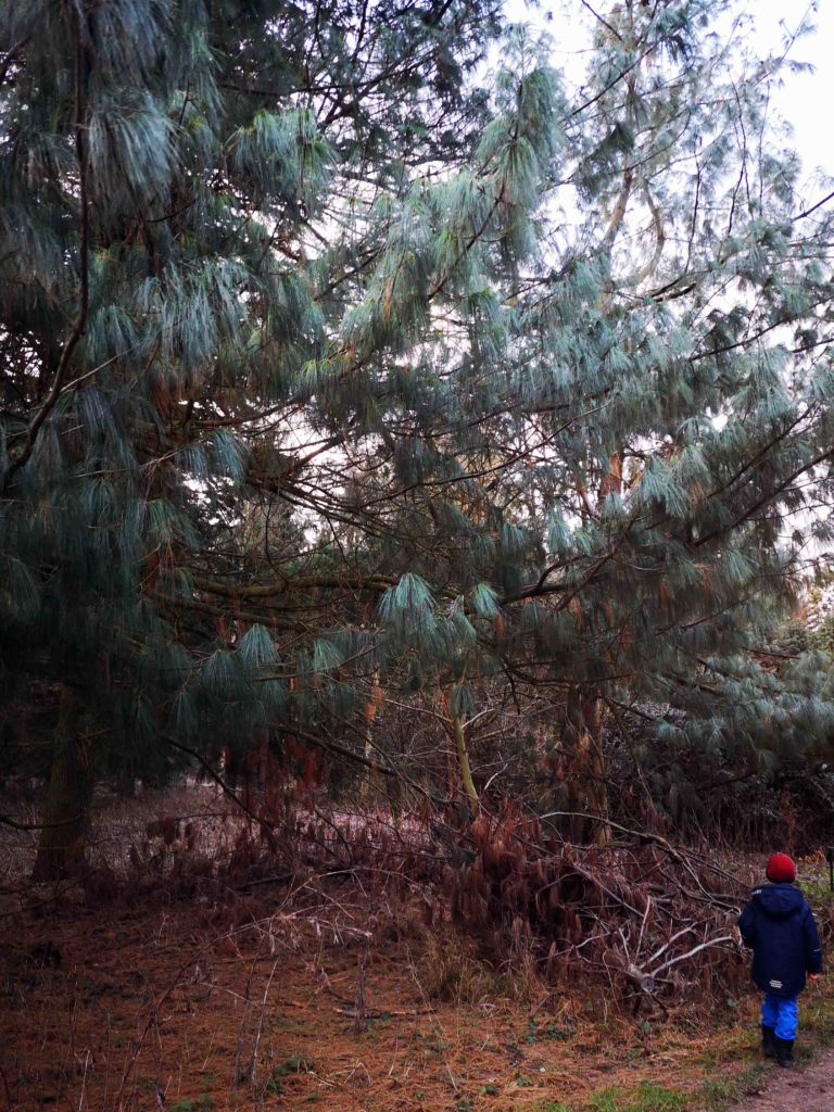 Rinder-Karussell – Bild 5