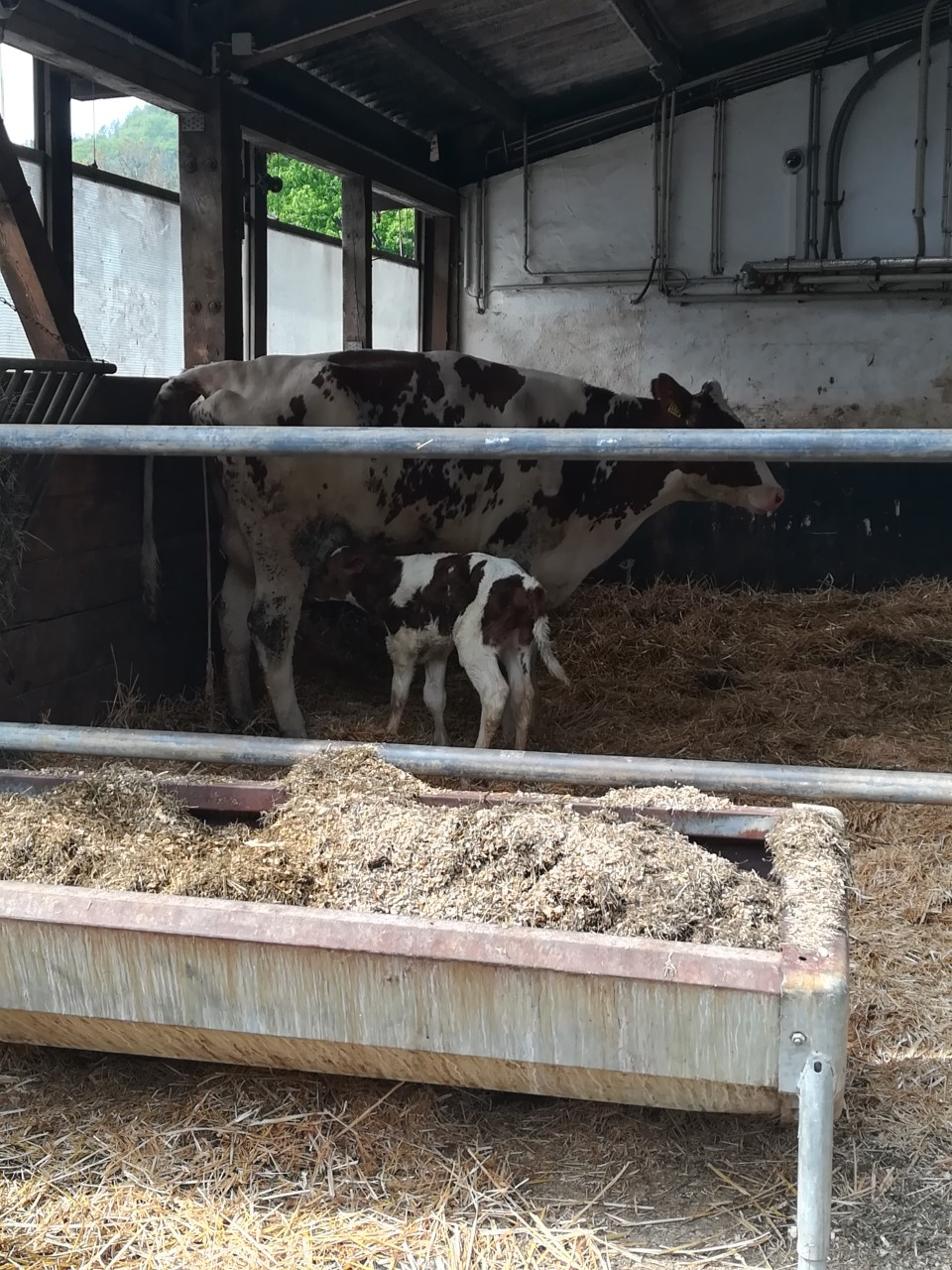 Hof Lahnau - Familie Ferdinand – Bild 5