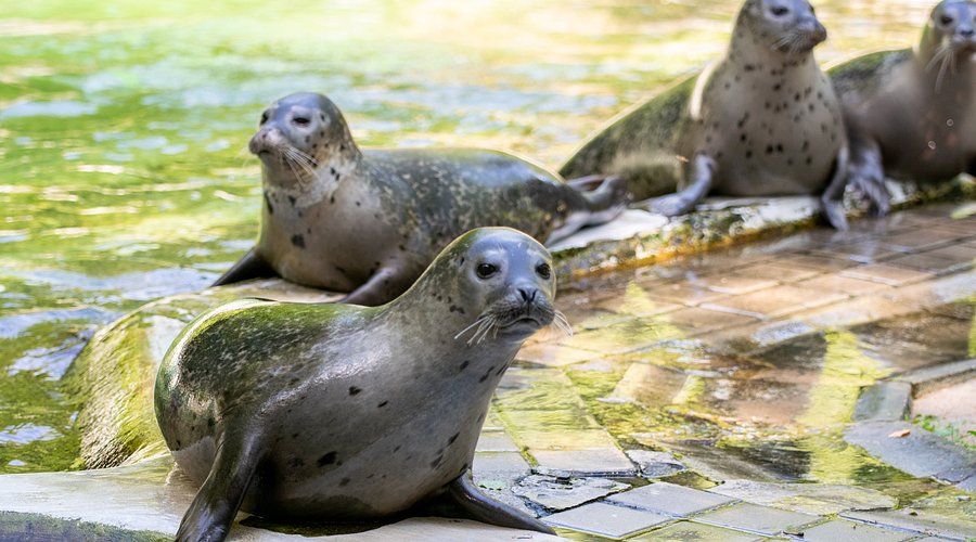Tierpark Neumünster – Bild 2