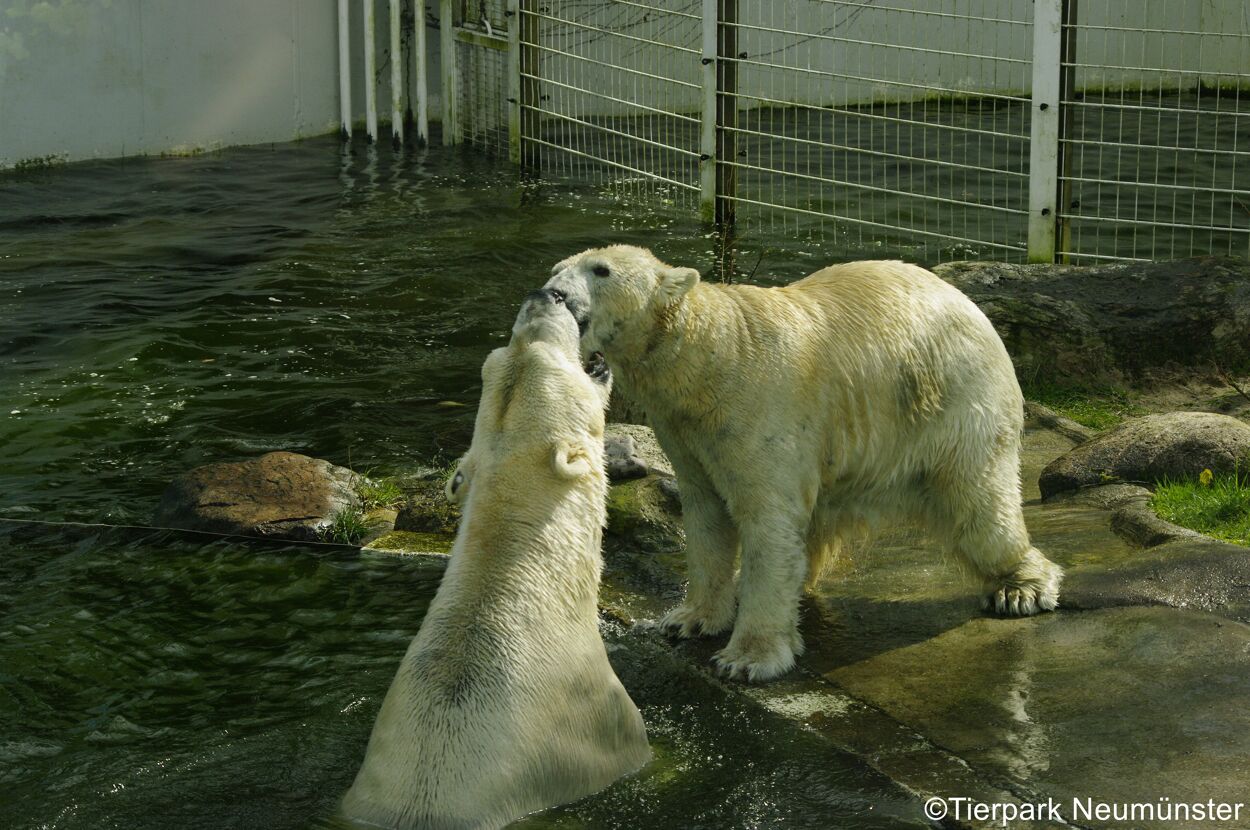 Tierpark Neumünster – Bild 3