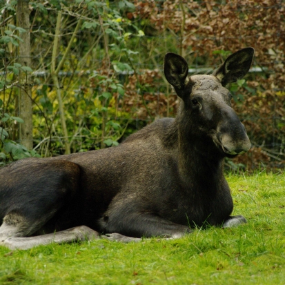Tierpark Neumünster – Bild 4