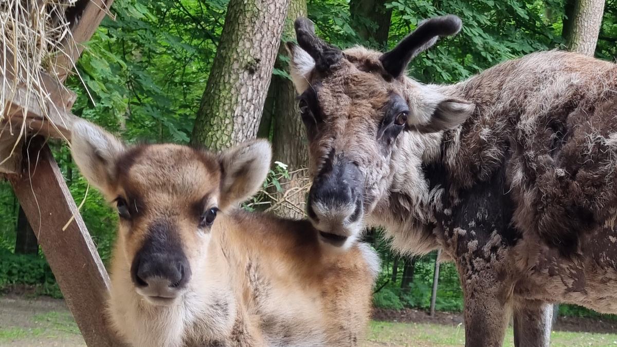 Tierpark Neumünster – Bild 6