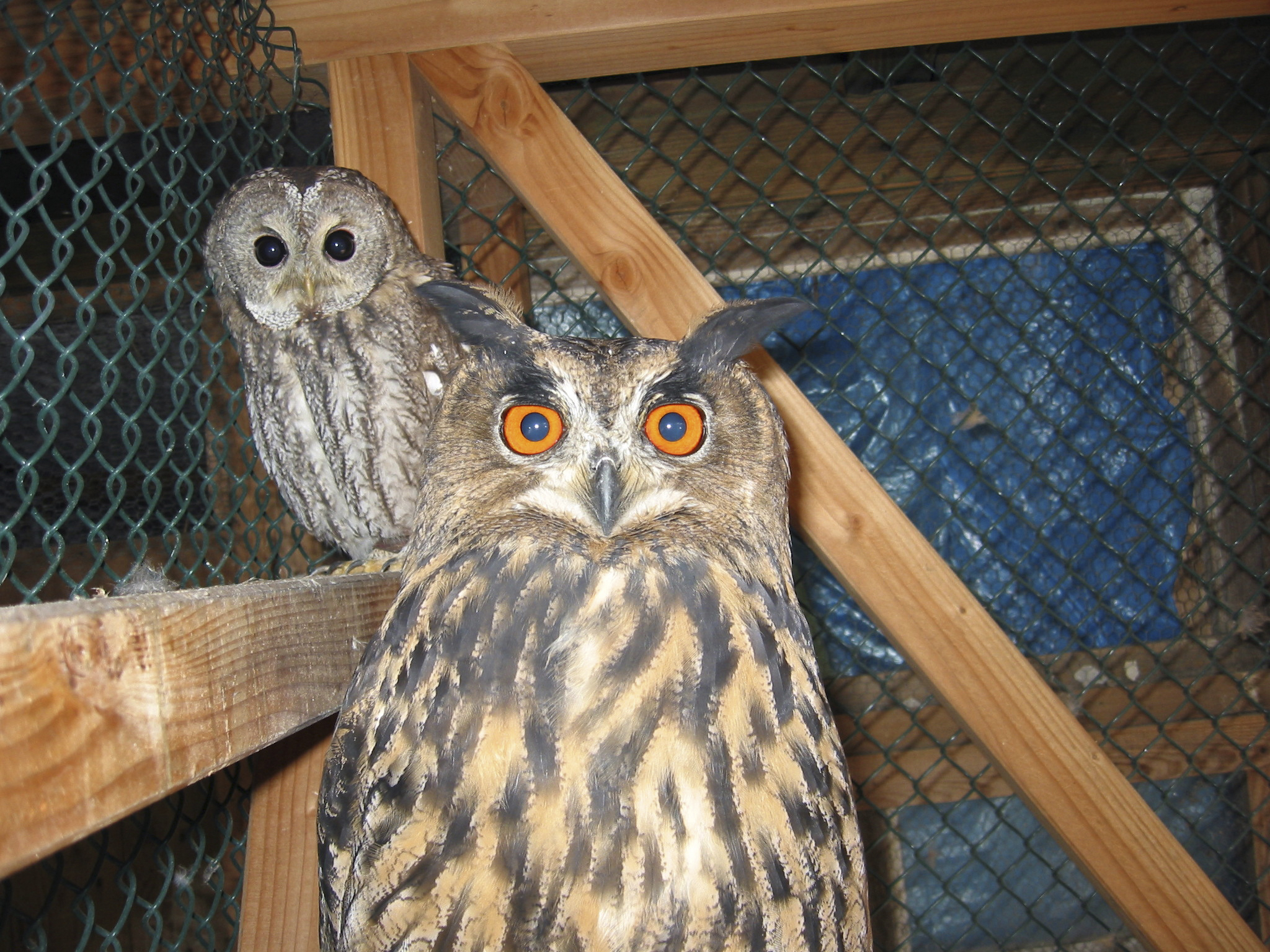 Greifvogelschutzstation Gut Leidenhausen – Bild 3