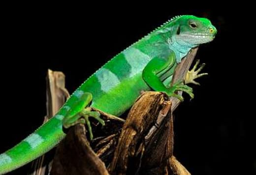 Terrarium & Insektarium – Bild 3