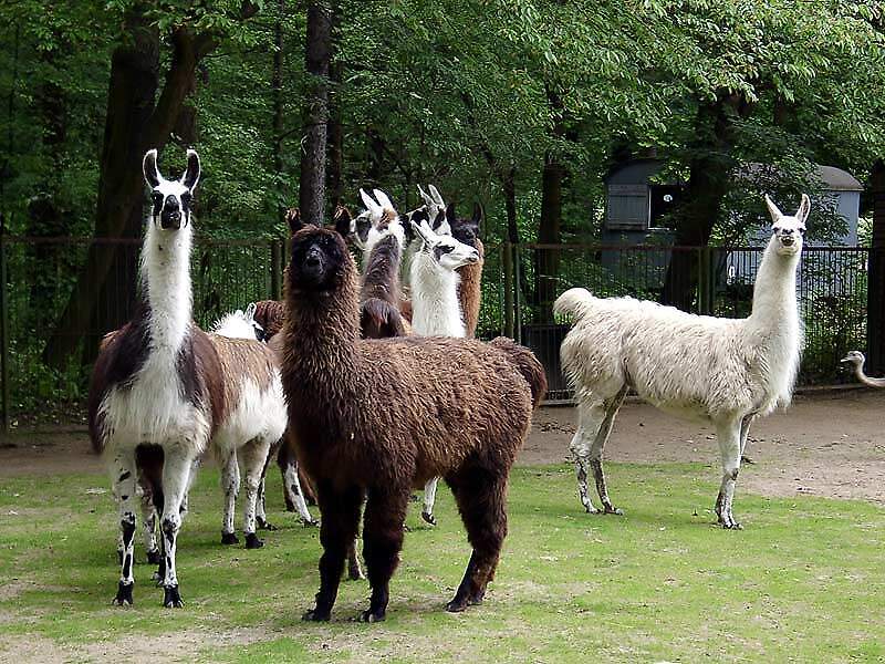 Tierpark Cottbus – Bild 2