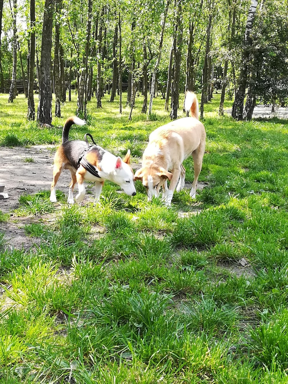 Hundewiese Ickern – Bild 3