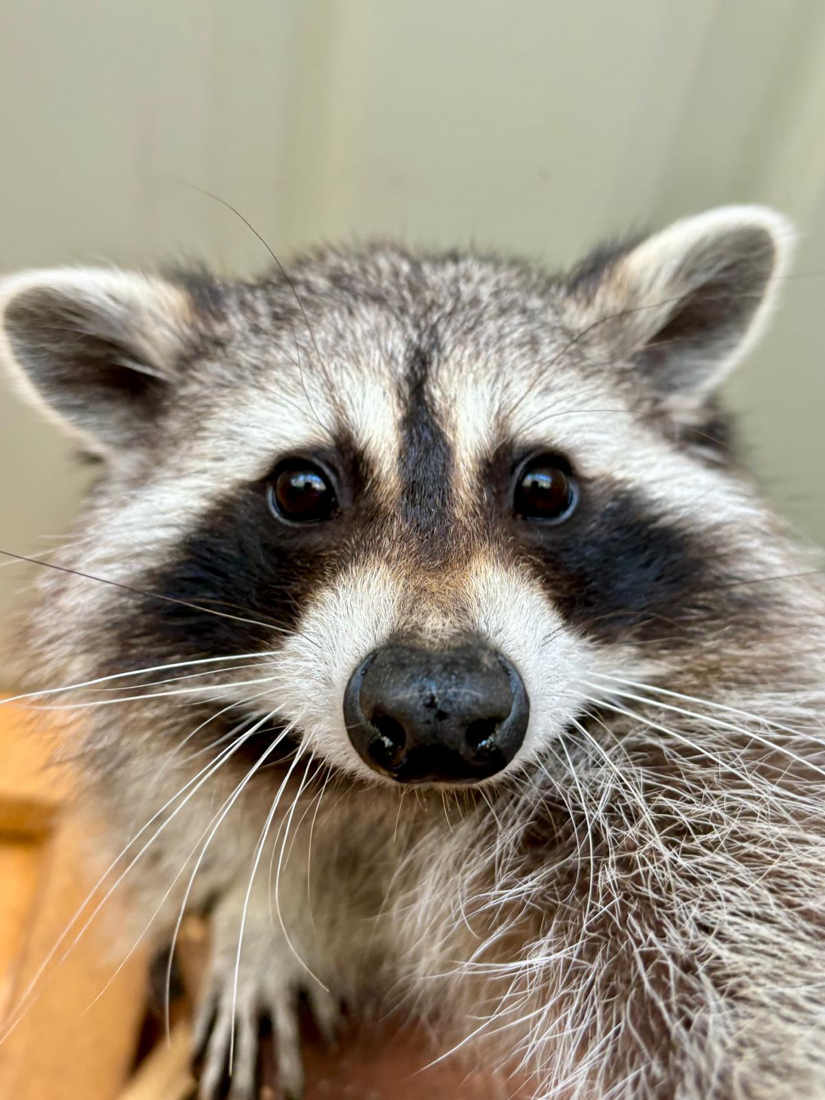 Lindenhof Erlebnishof – Bild 2