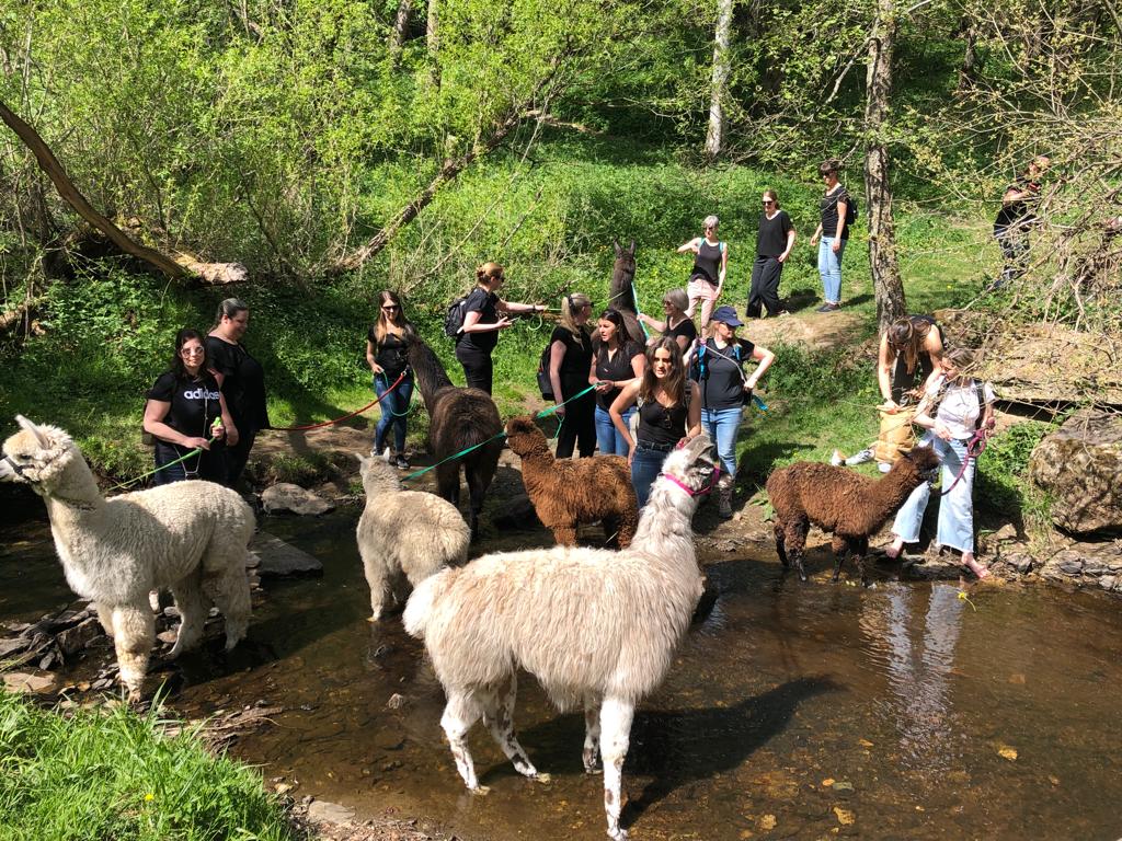 Alpakawanderung Kopphof – Bild 3