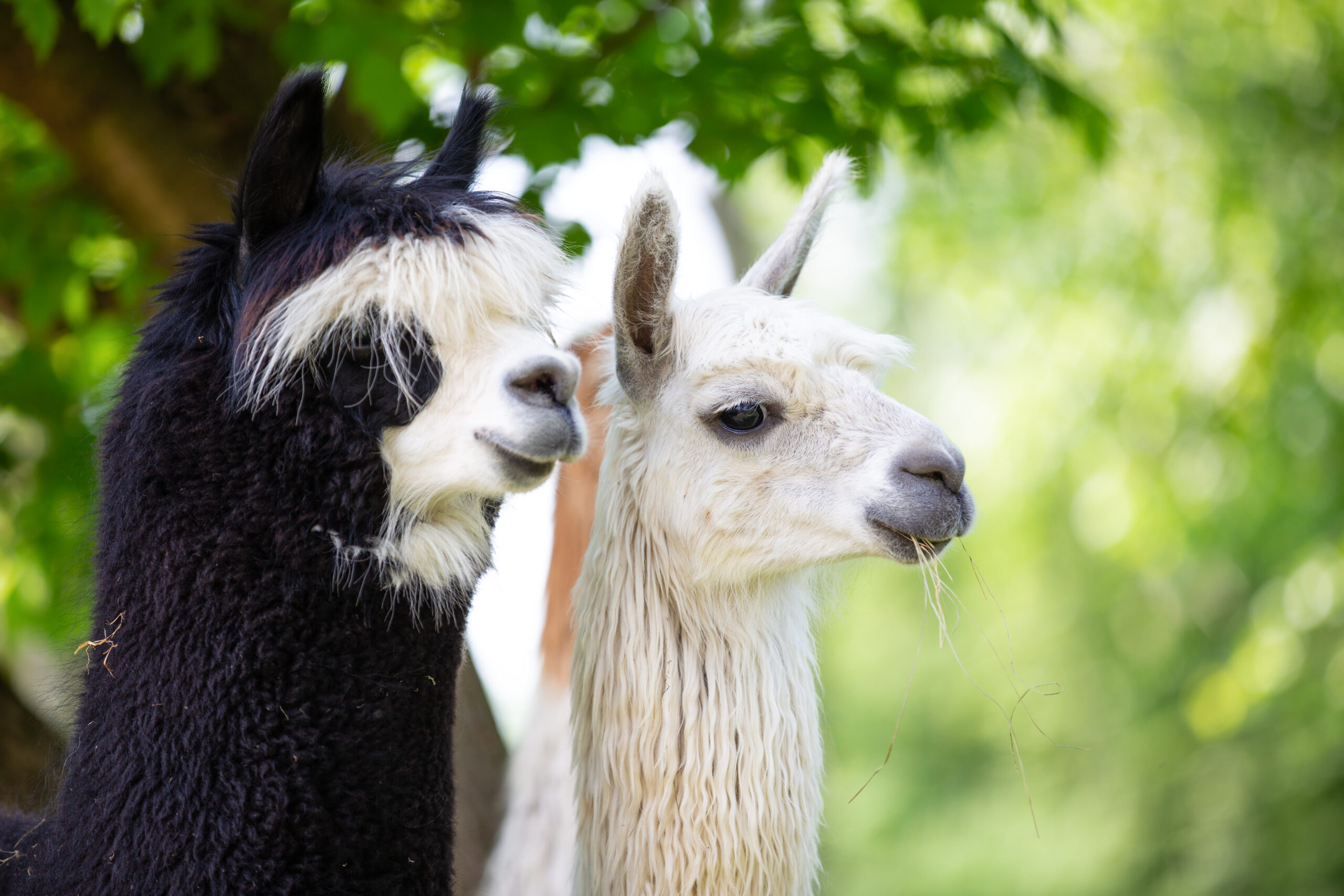 Alpakawanderung Kopphof – Bild 5